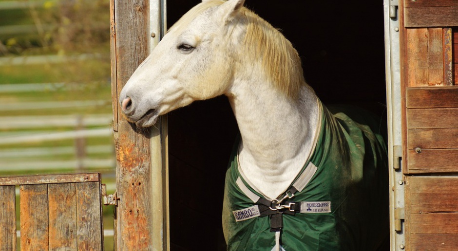 Hodowla koni arabskich w Janowie Podlaskim jest jedną z najbardziej cenionych stadnin na świecie, źródło: pixabay.com/domena publiczna