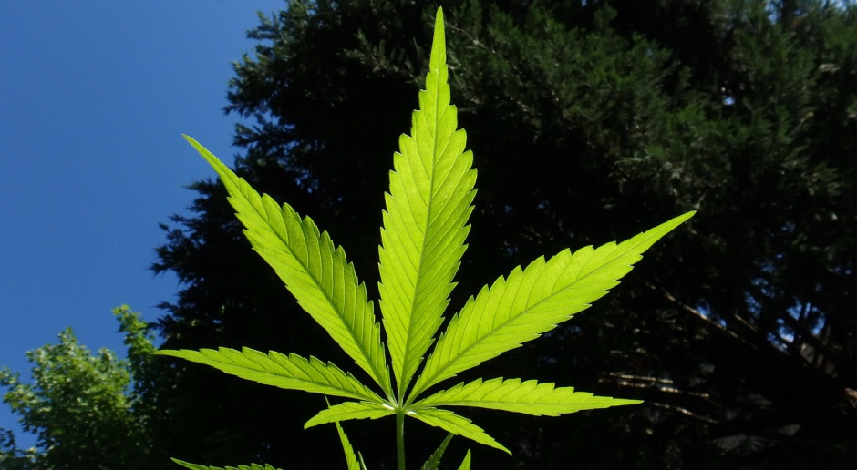 Medyczna marihuana, Radziwiłł: Wykorzystywanie marihuany w medycynie to promocja narkotyku
